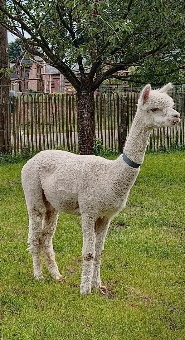 Witte alpaca in de weide