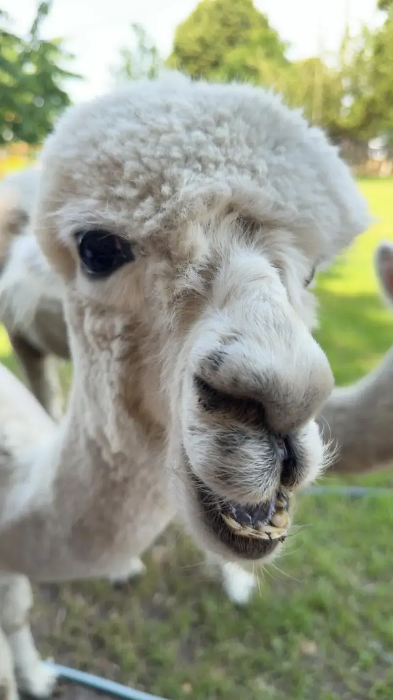 Lachende alpaca van dichtbij