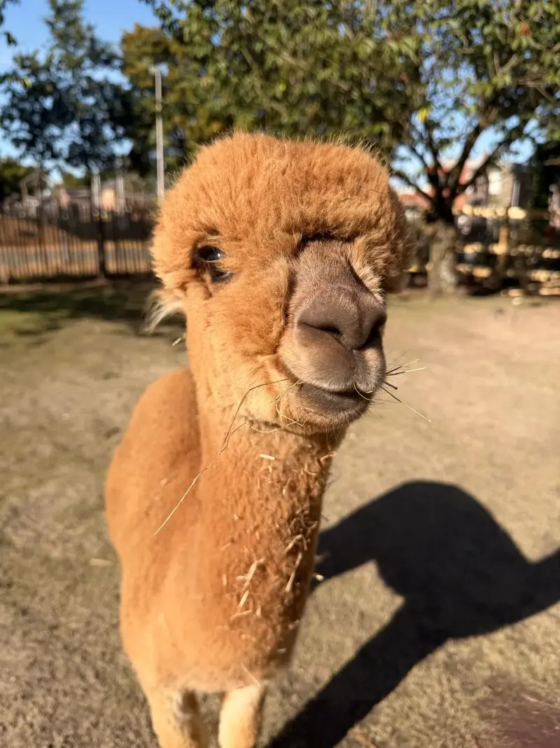 Bruine alpaca in de zon