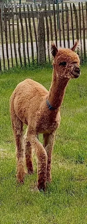 Bruine alpaca in het gras