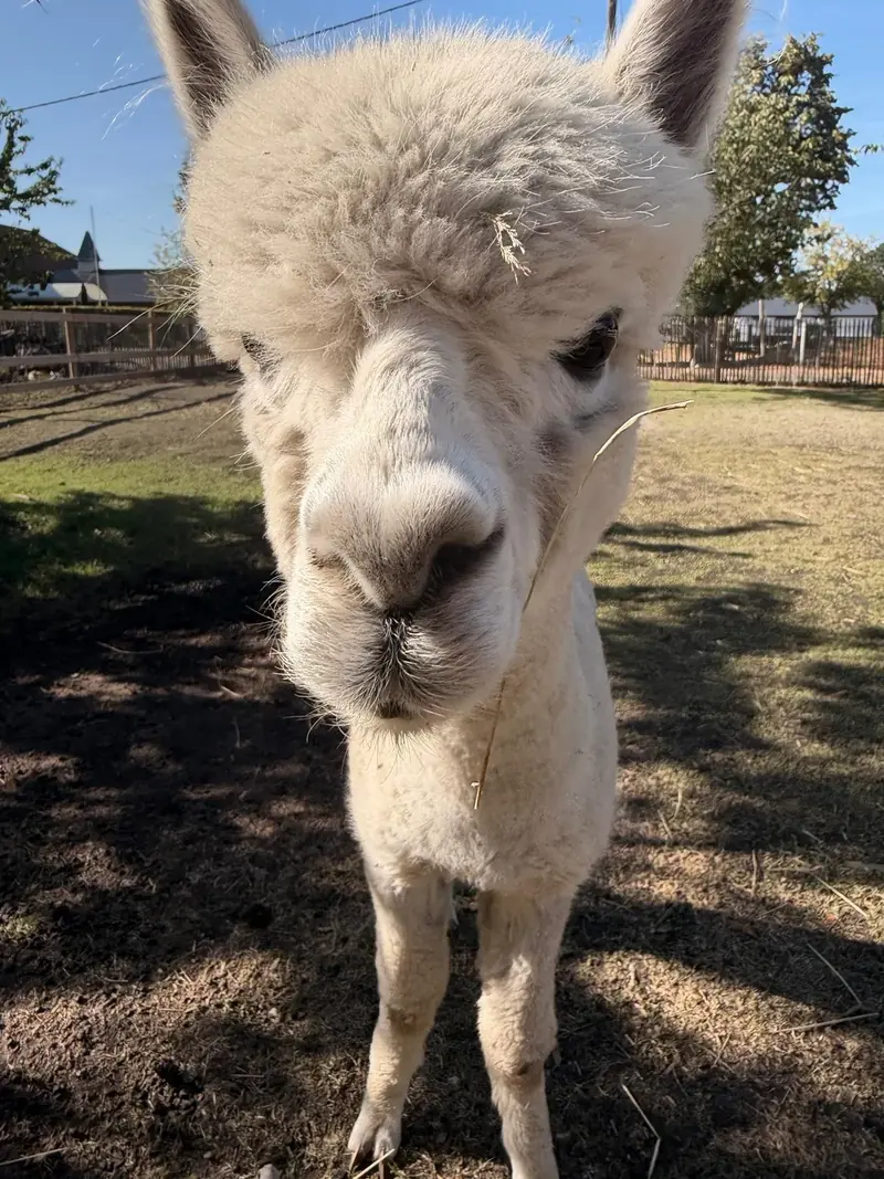 Witte alpaca van dichtbij